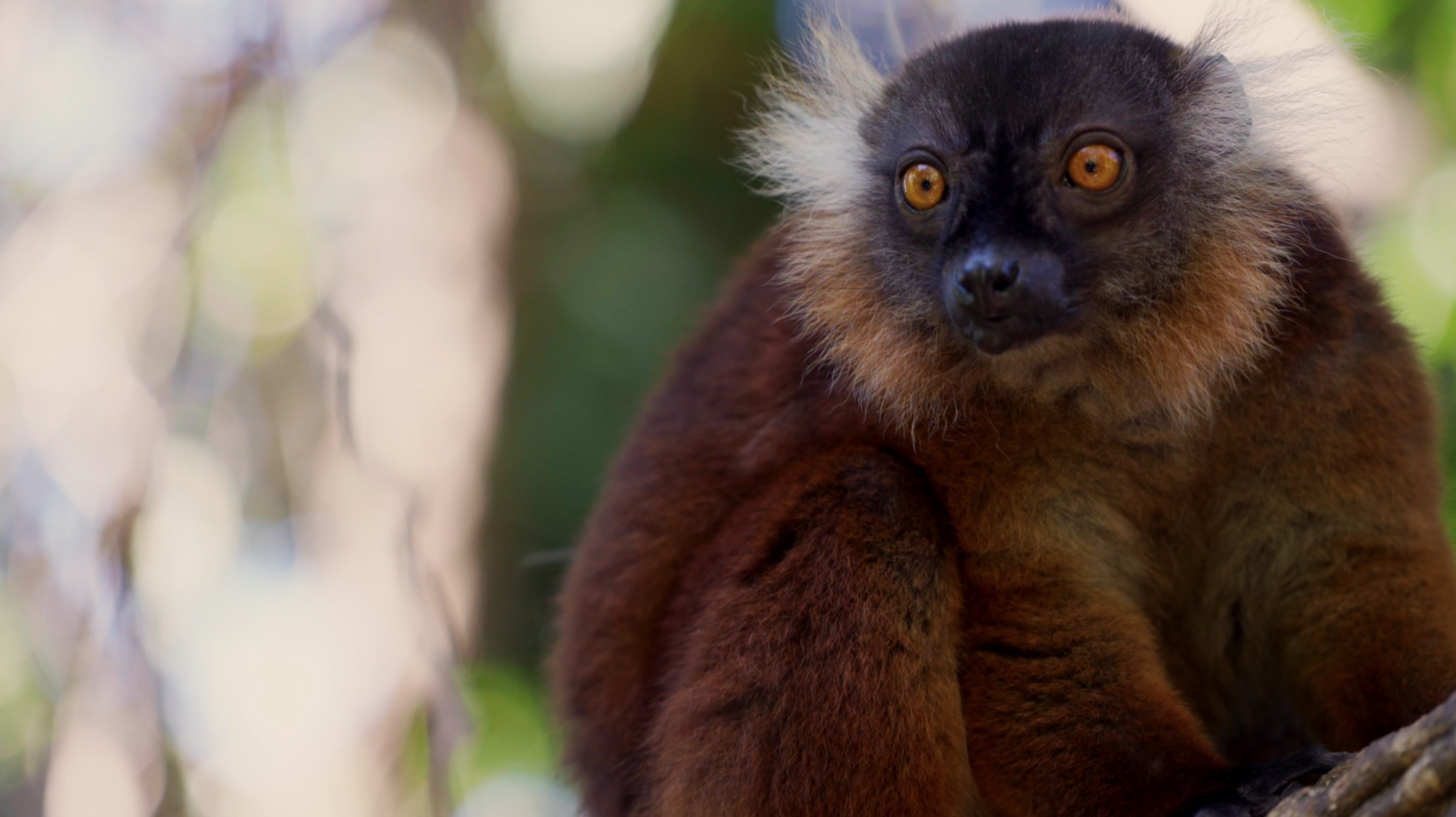 Madagascar ecosystem 3